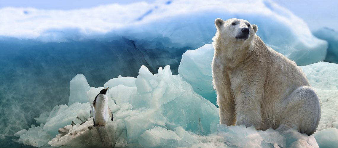 polar-bear-3277930_1920